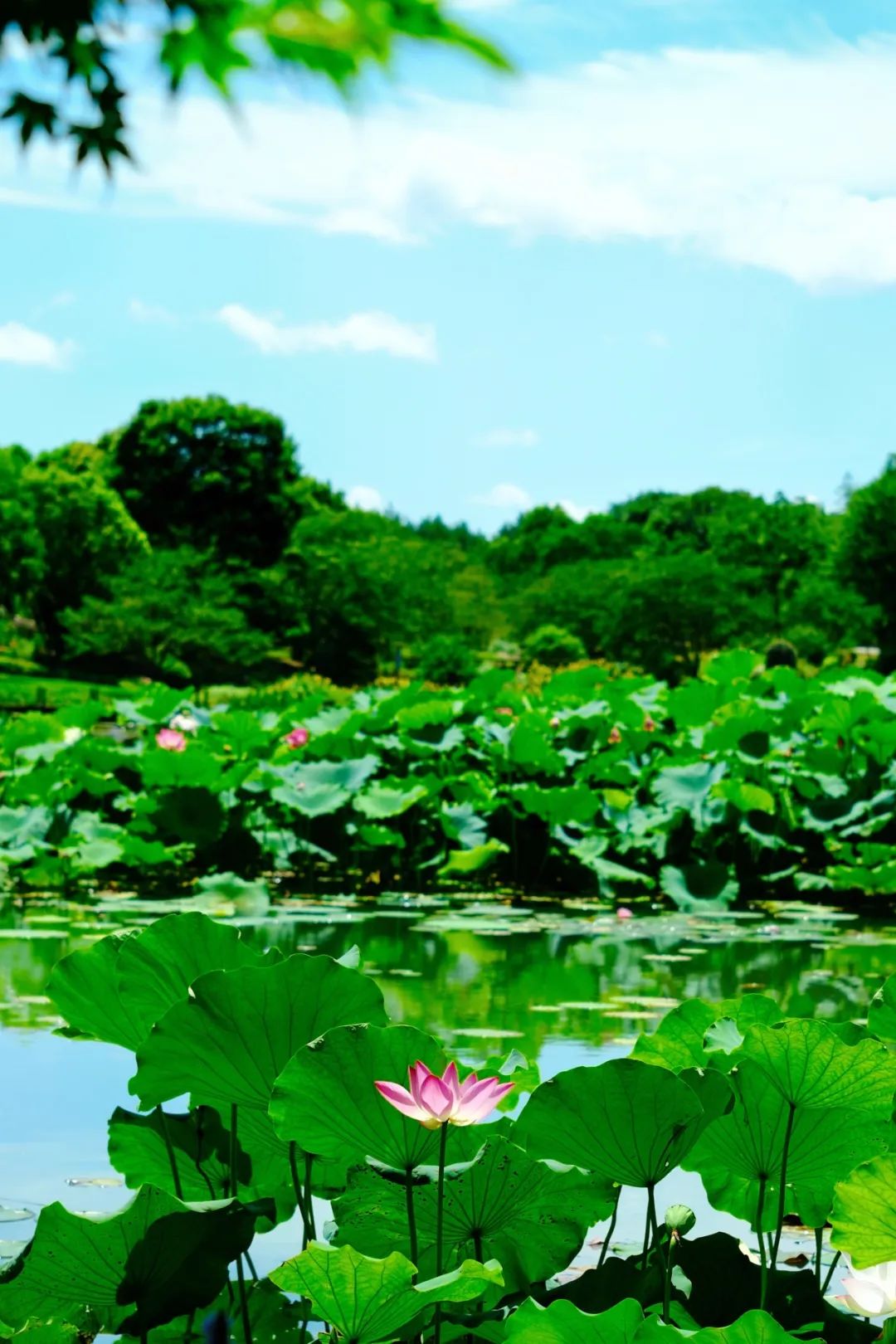 小暑已至！夏日顶流登场，一池荷风，满院莲香，惊艳了整个夏天！