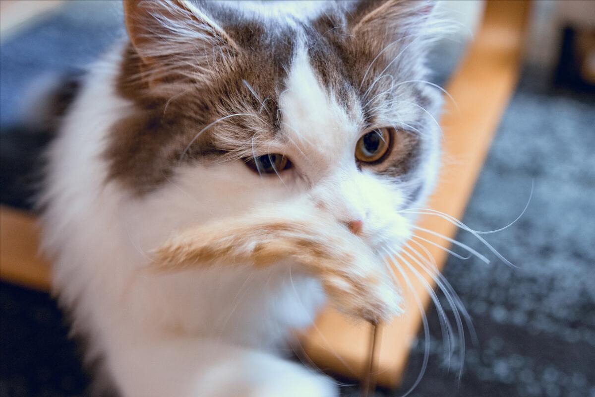 猫咪肠胃炎给它吃什么食物,猫咪肠胃炎怎么调理才会好