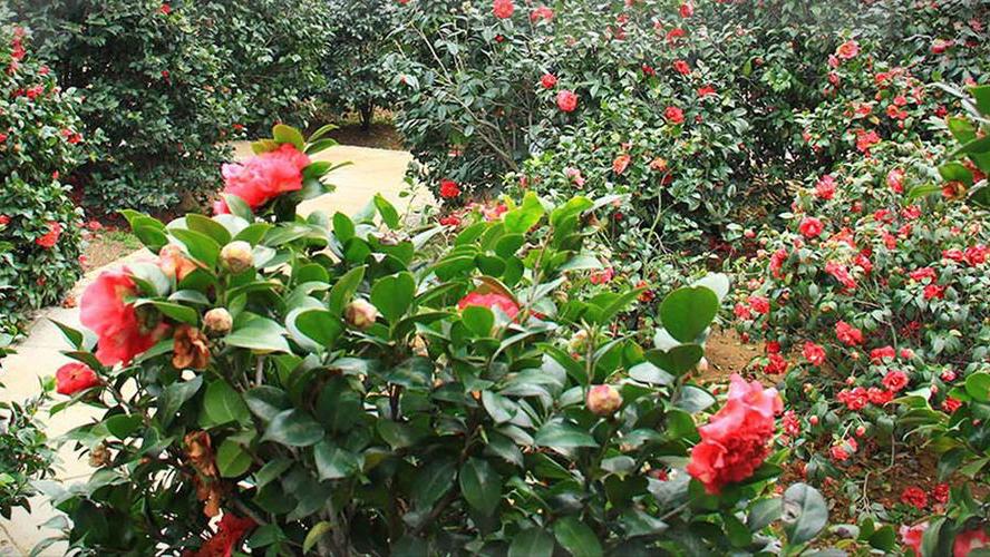 一月山茶花哪个地区最美,赏花山茶花