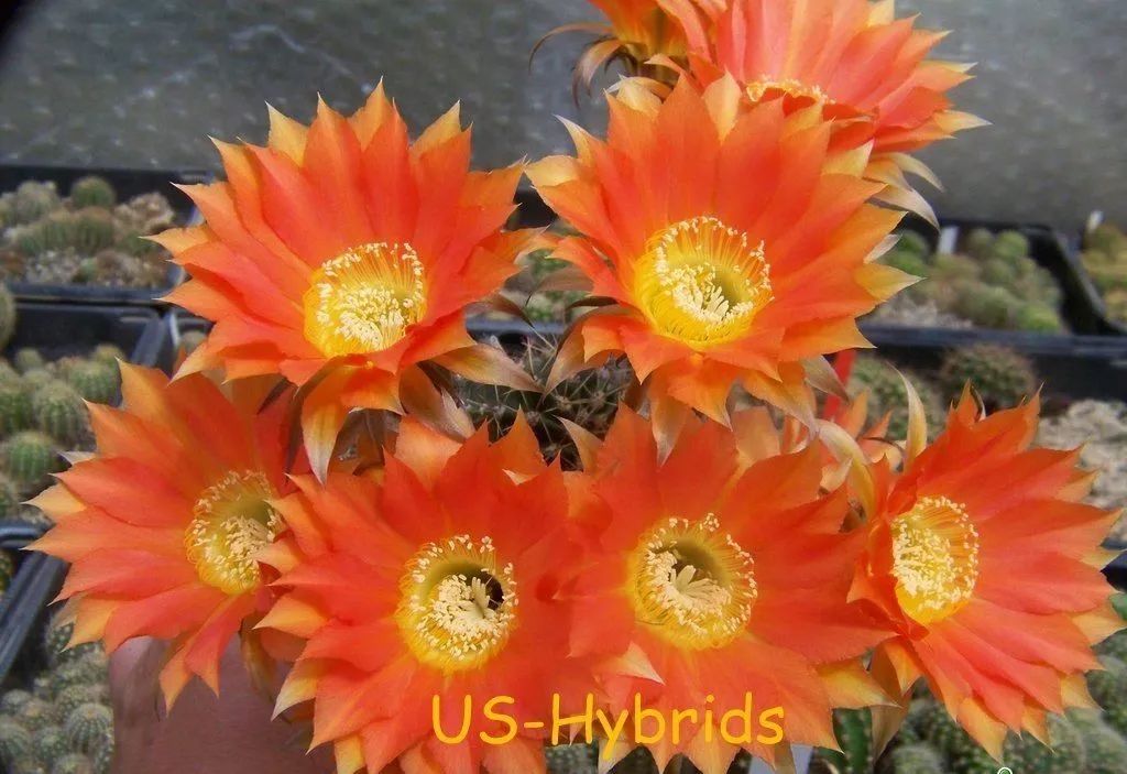 200种·仙人球开花图鉴，大开眼界，美到爆