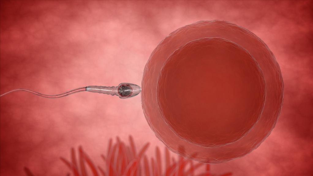 胎儿性别是哪一刻决定的,胎儿是在受孕的瞬间决定的