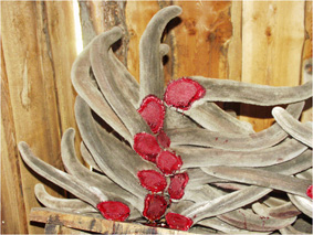 割掉鹿茸鹿有没有疼痛,把鹿的鹿茸割掉它会痛吗