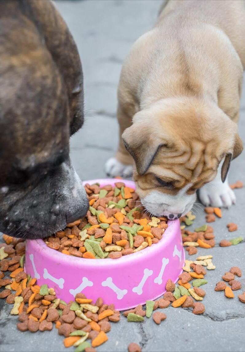 有哪些营养的狗粮推荐一下,什么狗粮比较有营养