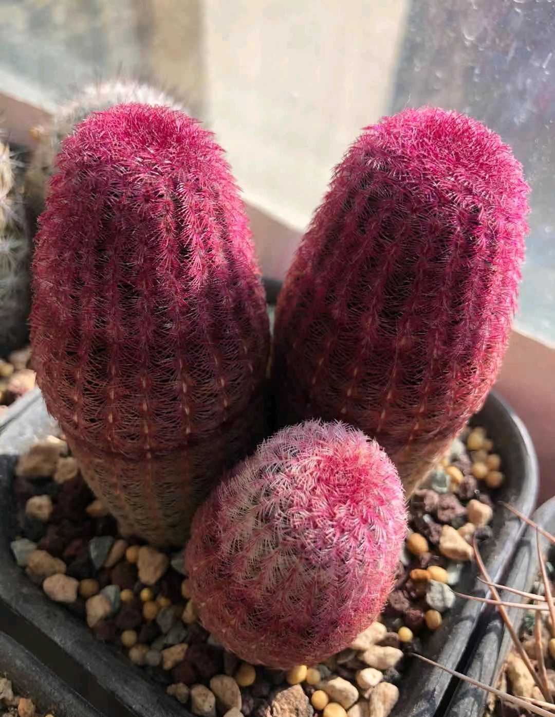 仙人球红太阳最大冠幅,十大爱开花的仙人球品种