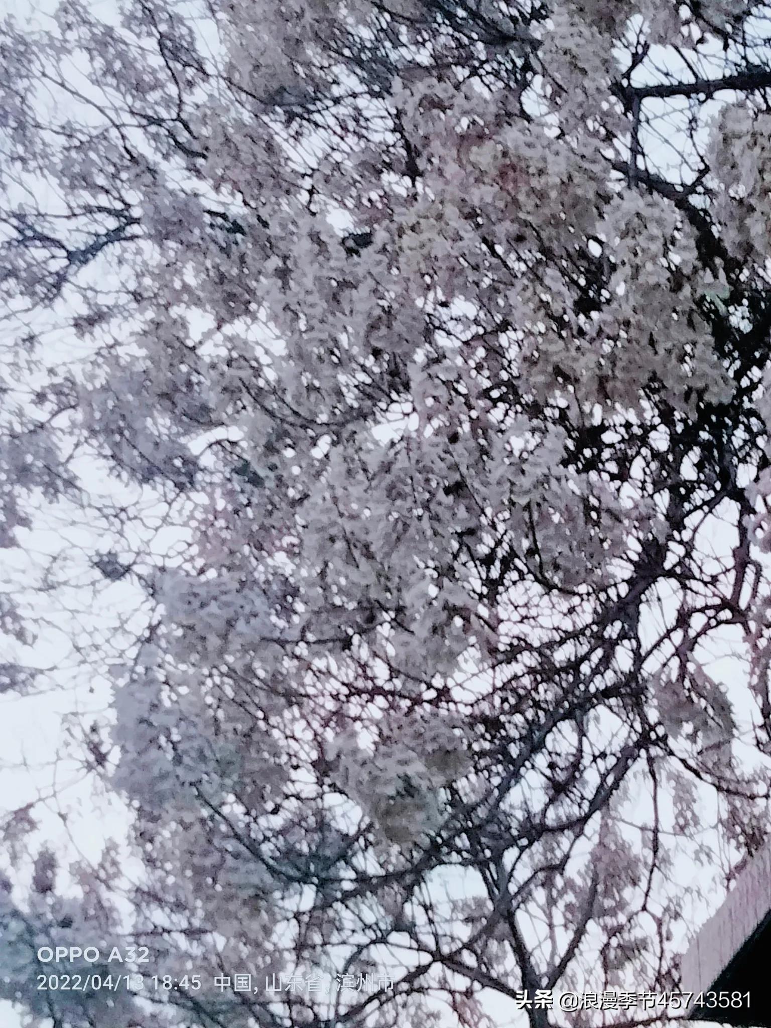 在开满落满花香的岁月「散文」