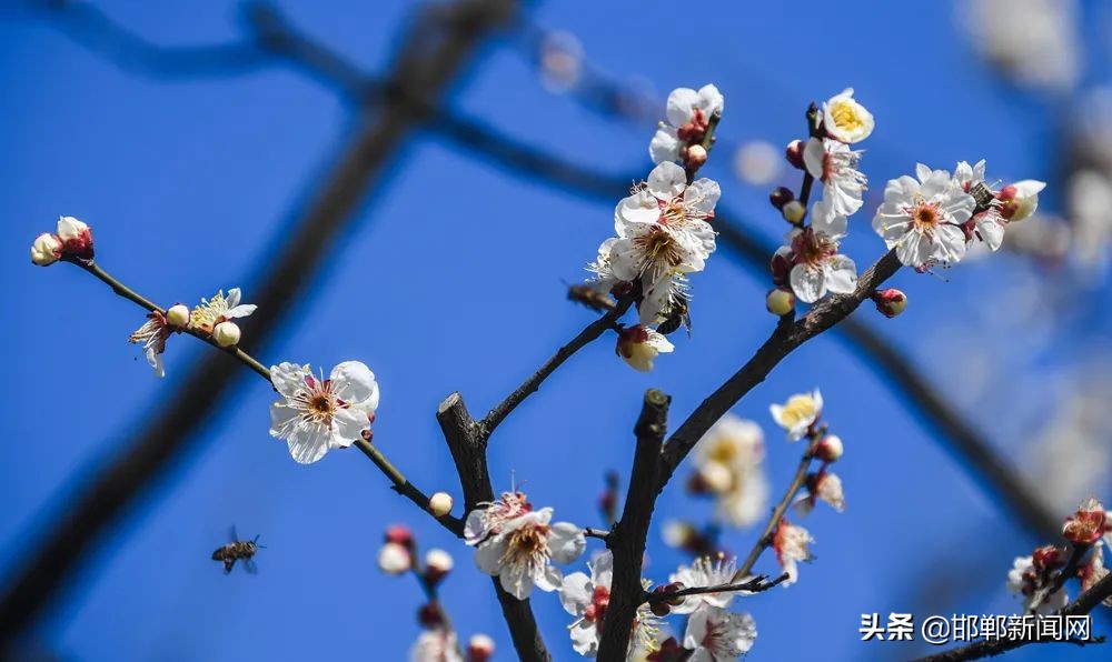 邯郸多地发布公告!免费开放!买到这种鳕鱼请速报告!12月8日邯郸新闻早报
