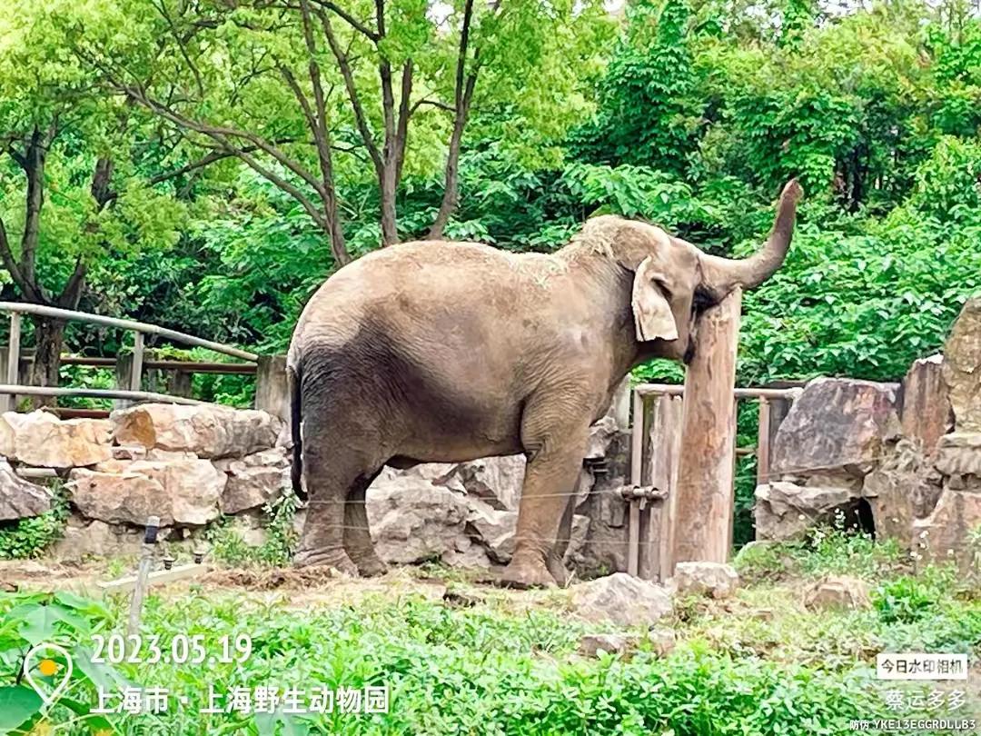 中国最大的野生动物园是哪个城市,中国最大野生动物园