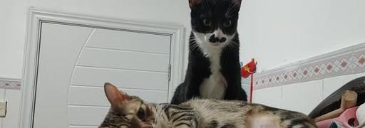 猫咪生病怎么办才能治好,猫咪生病怎么办最好的方法