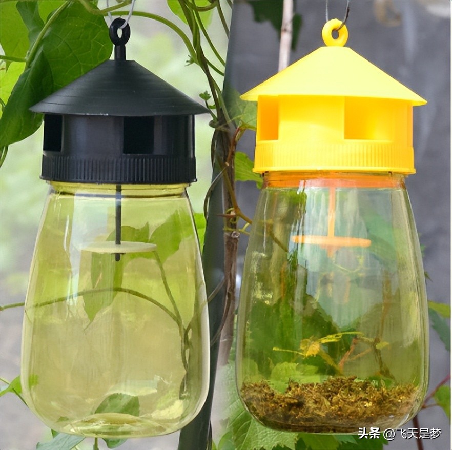 你的柑园布防果蝇未？