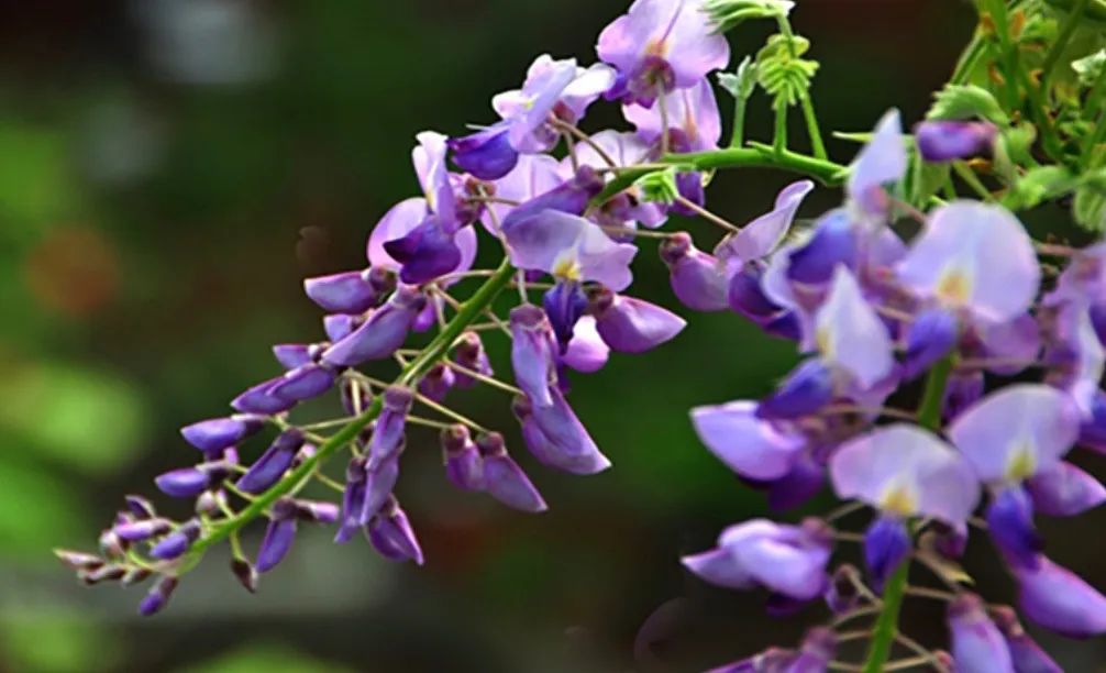 彩巾缠踍幅半斜，溪头簇队映葛花——聊聊“解酒神器”葛花