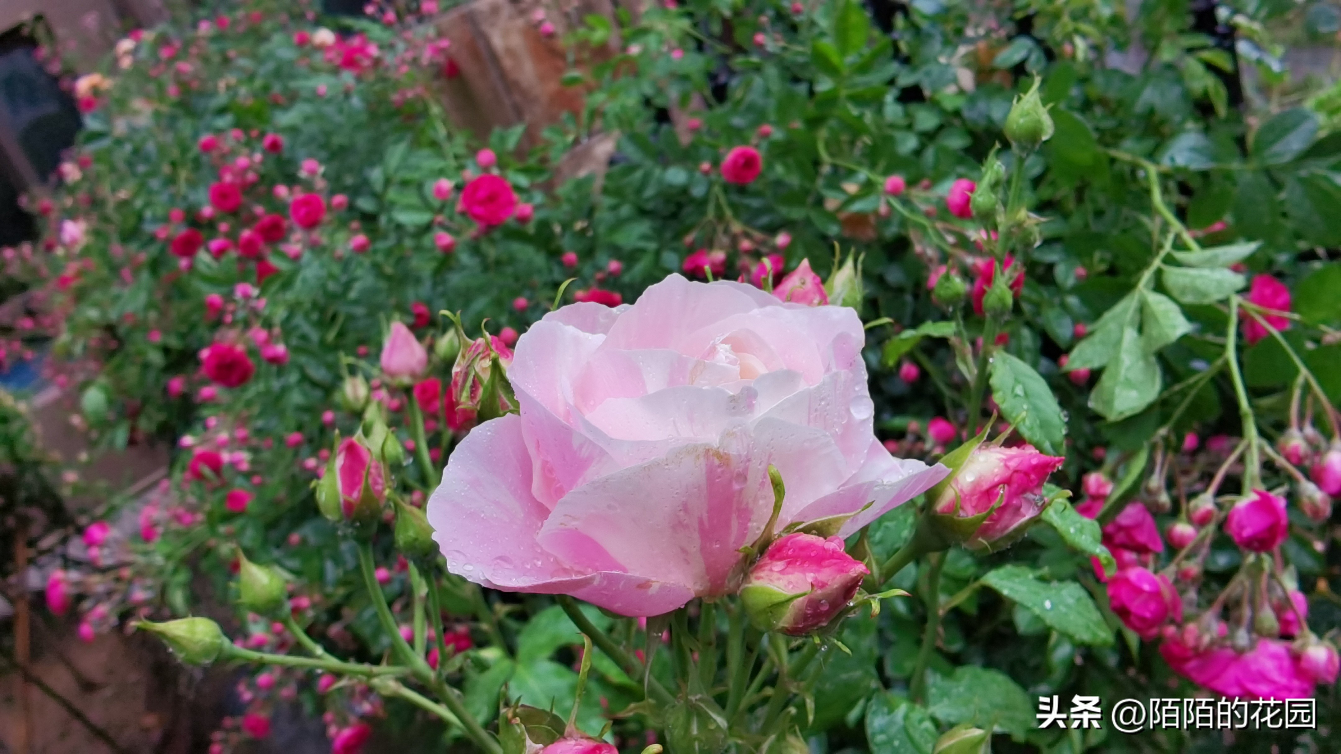 夏季浪漫月季怎么养殖,月季情书的养护