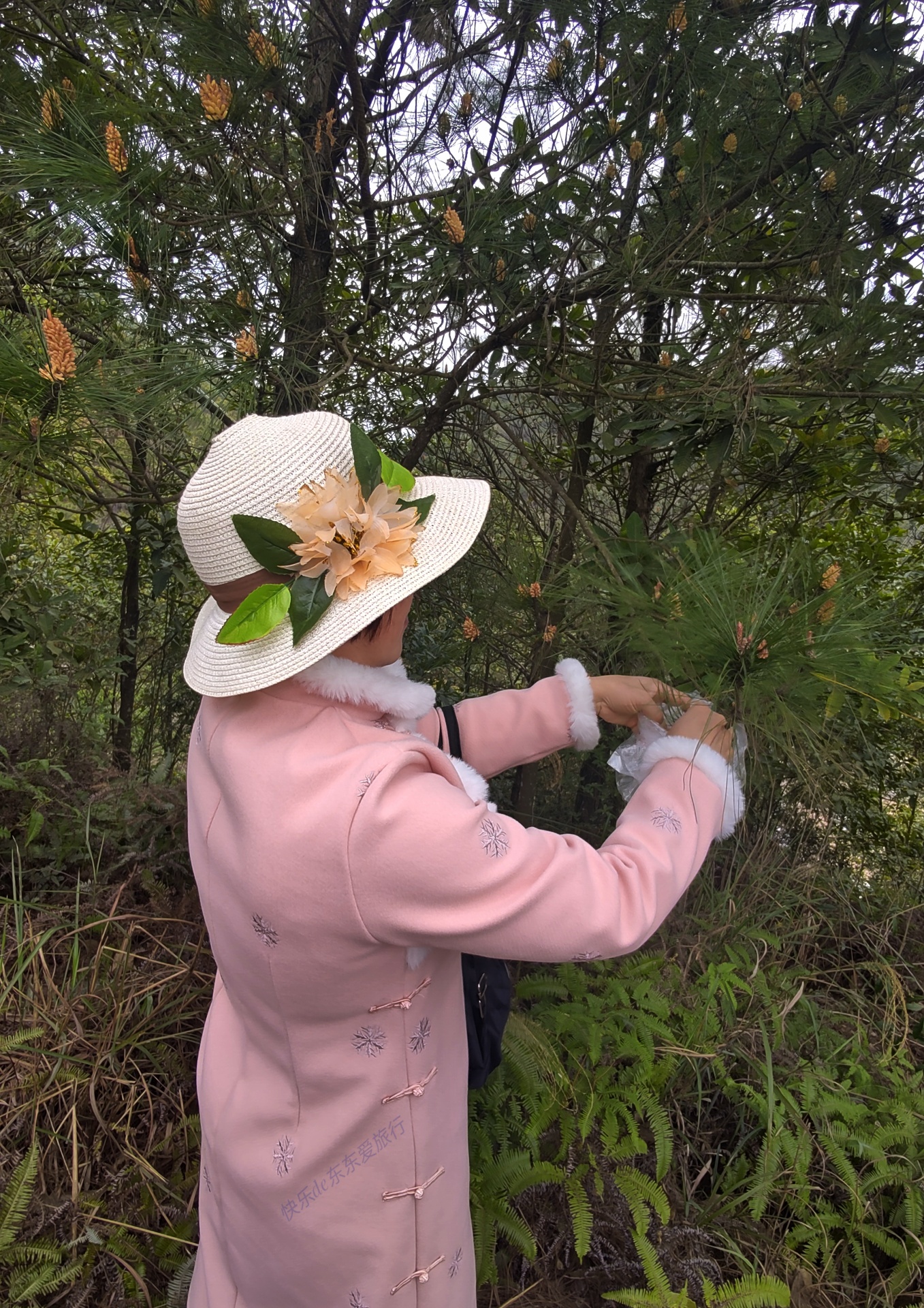 大家纷纷出去赏樱花，我却和老婆偷偷去山里看松树花，收获如何？