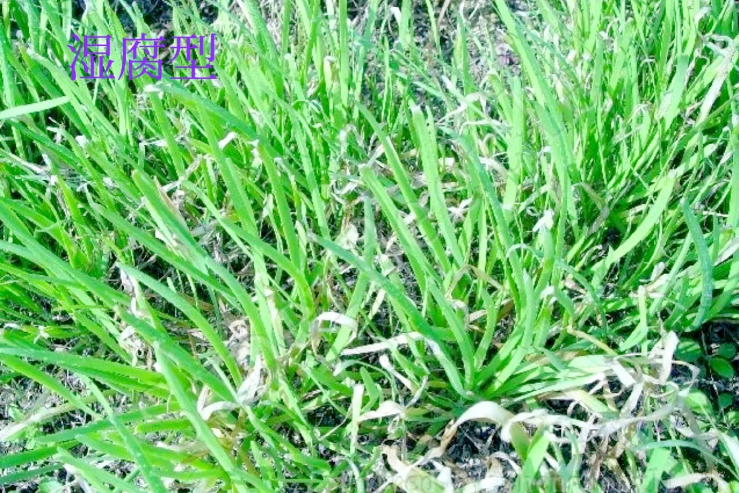 韭菜叶有白斑有什么简单治疗方法,韭菜叶子长白斑点怎么治