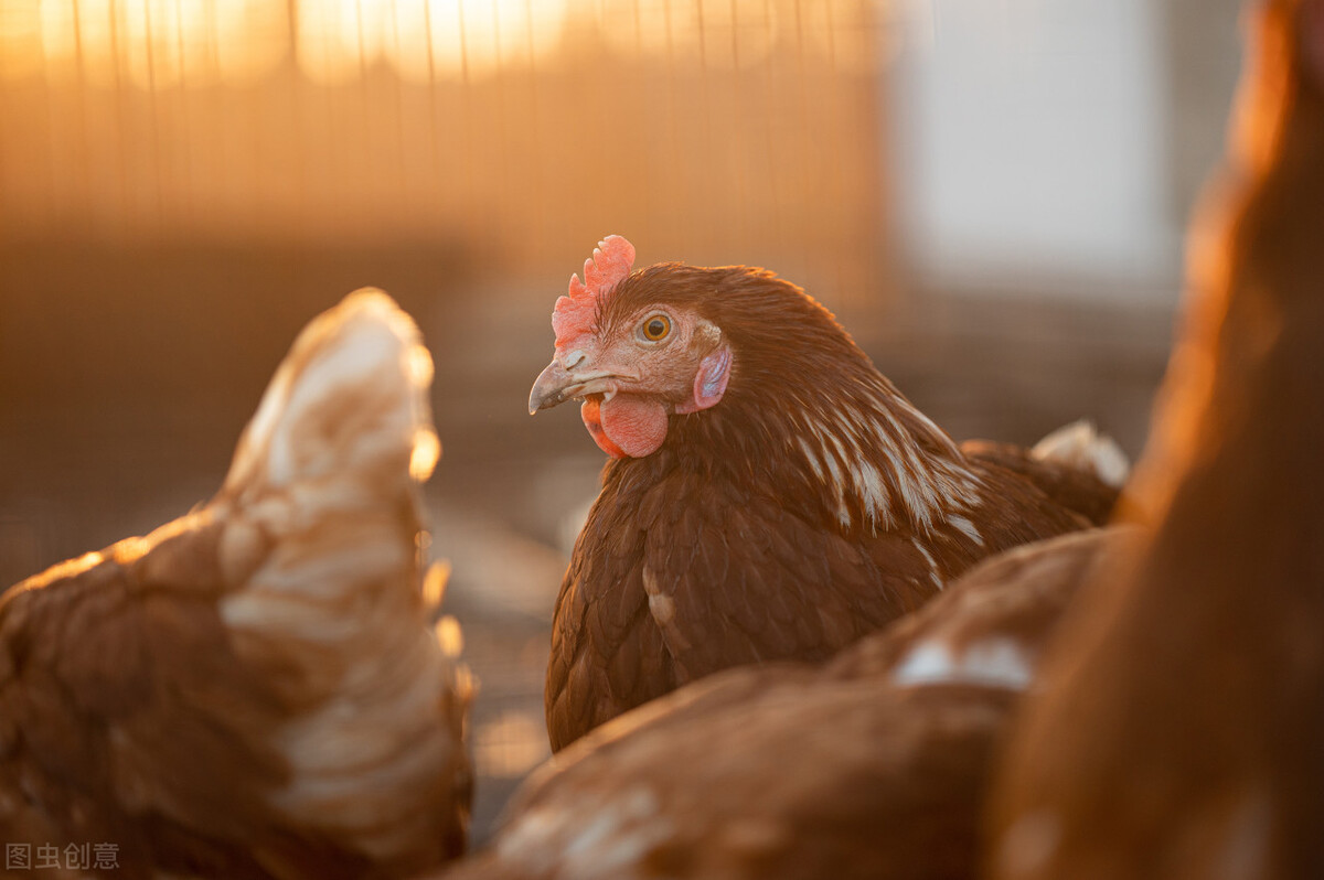 鸡流粘液是什么病,养鸡课堂鸡吐水的原因及防治措施
