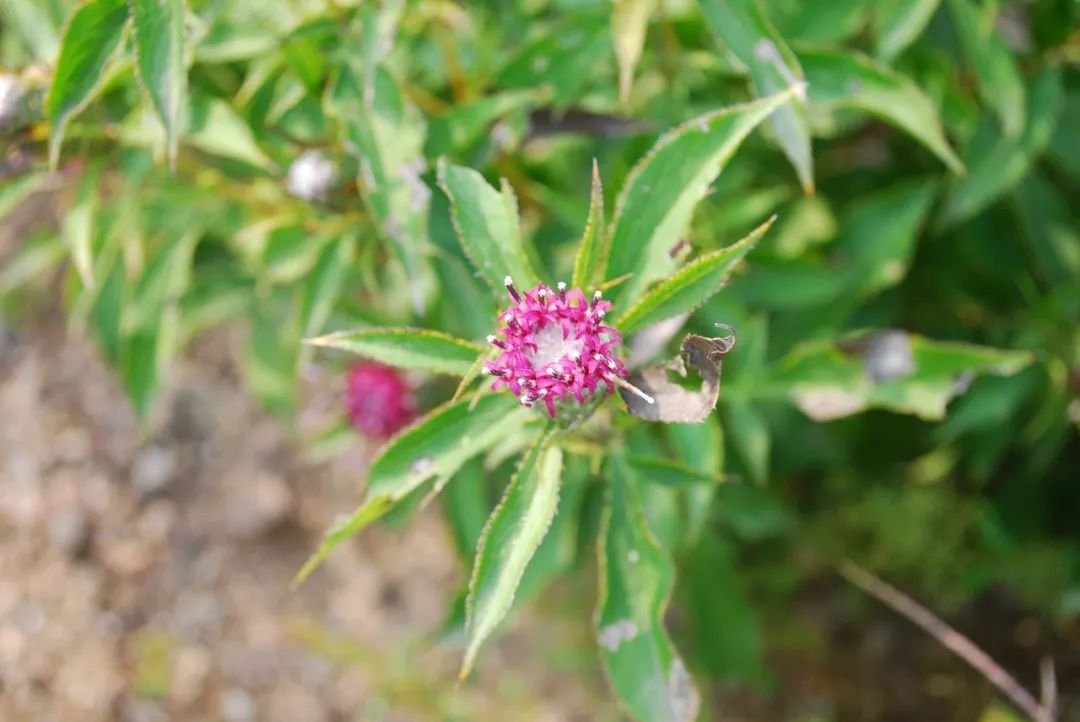 150种常见药用植物大全,150余种常见药用植物花期组图