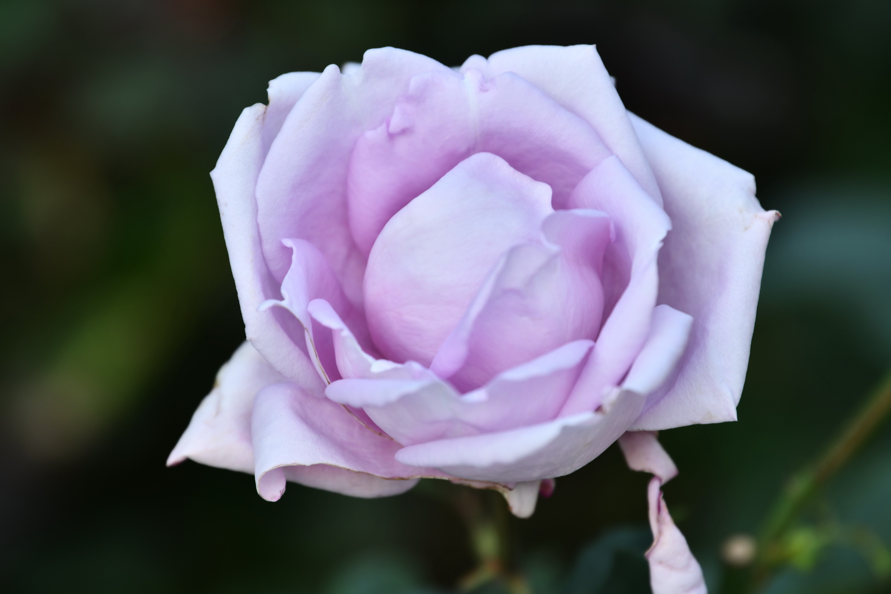 广州市番禺区宝墨园攻略,广州宝墨园景观