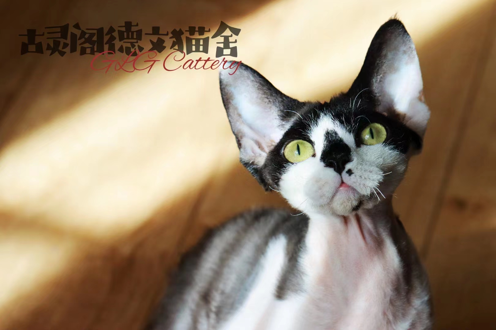 德文卷毛猫怎么避免皮肤病,为啥德文猫的猫癣这么强悍