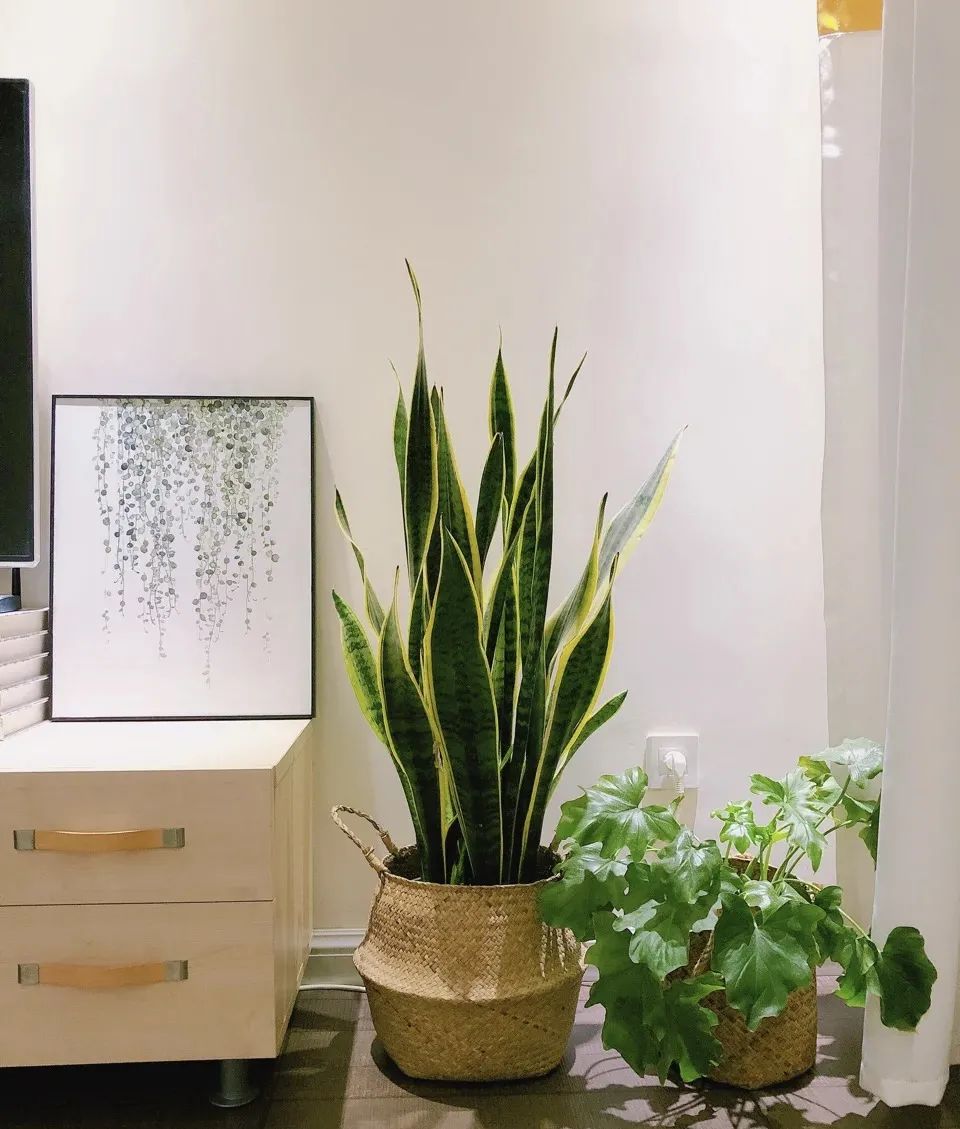 水种植物烂根怎么补救,不要用这种水浇花不然花越养越枯