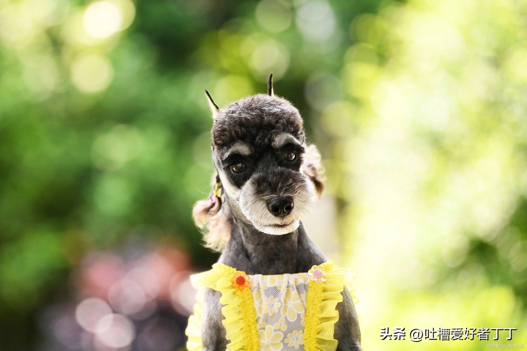 小狗尾巴掉毛秃了怎么解决,小狗身上长癣掉毛怎么办