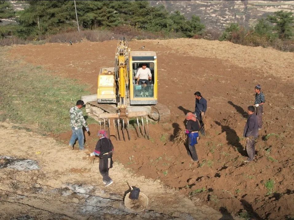 聚焦“1+6”产业丨舟曲八楞:机械化赋能中藏药材产业高质量发展