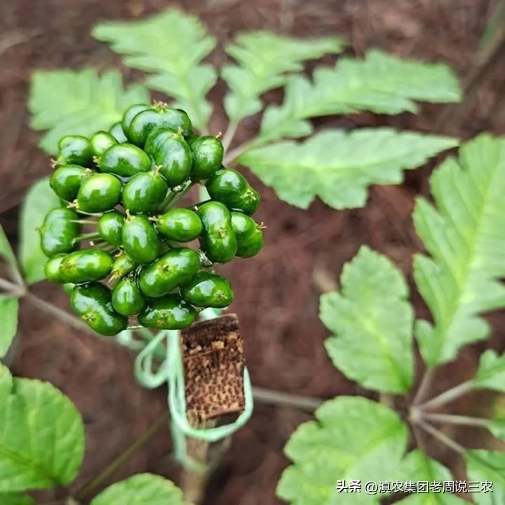 适应林下种植的药材有哪些,林下经济种植中草药有哪些