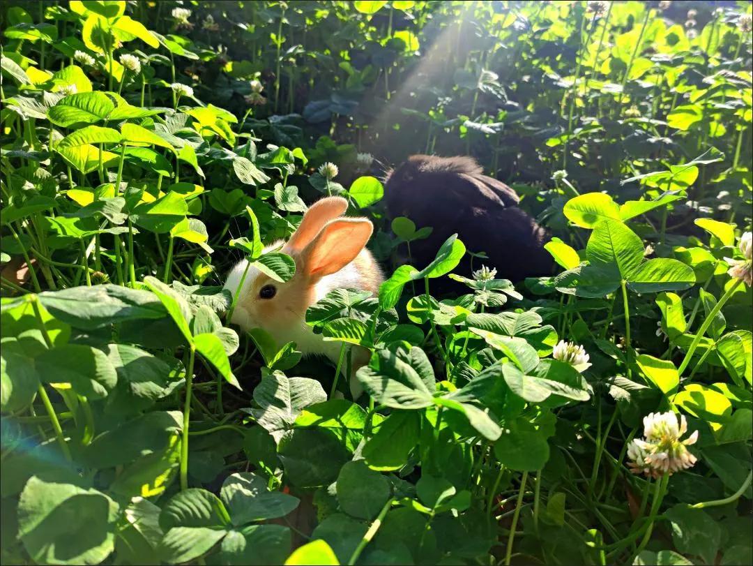 在网上买宠物兔全过程,网上购买宠物兔兔的饲养方式