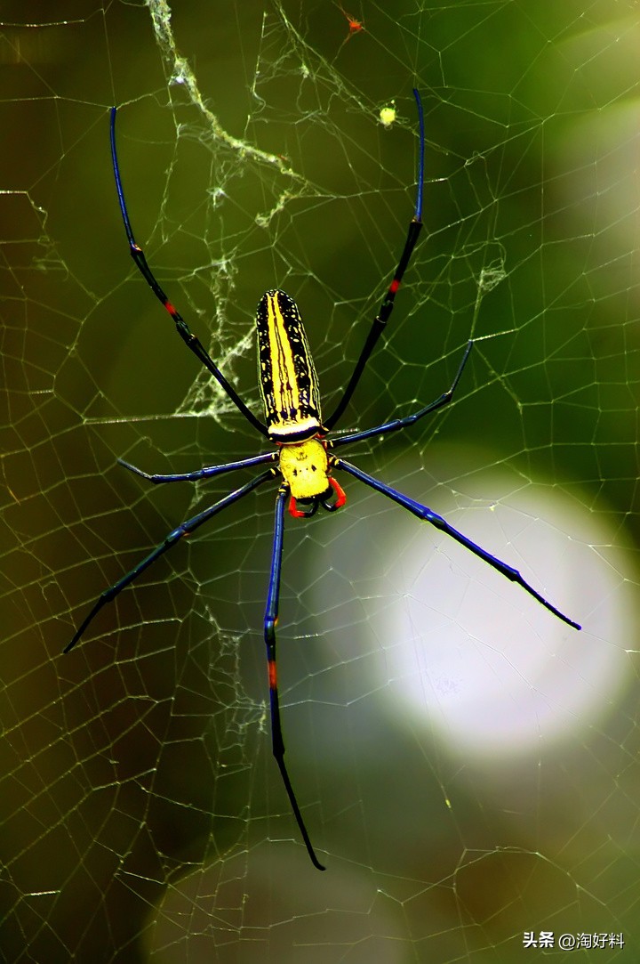 合作养殖鸡骗局,合作养殖鸡苗有上当受骗的吗