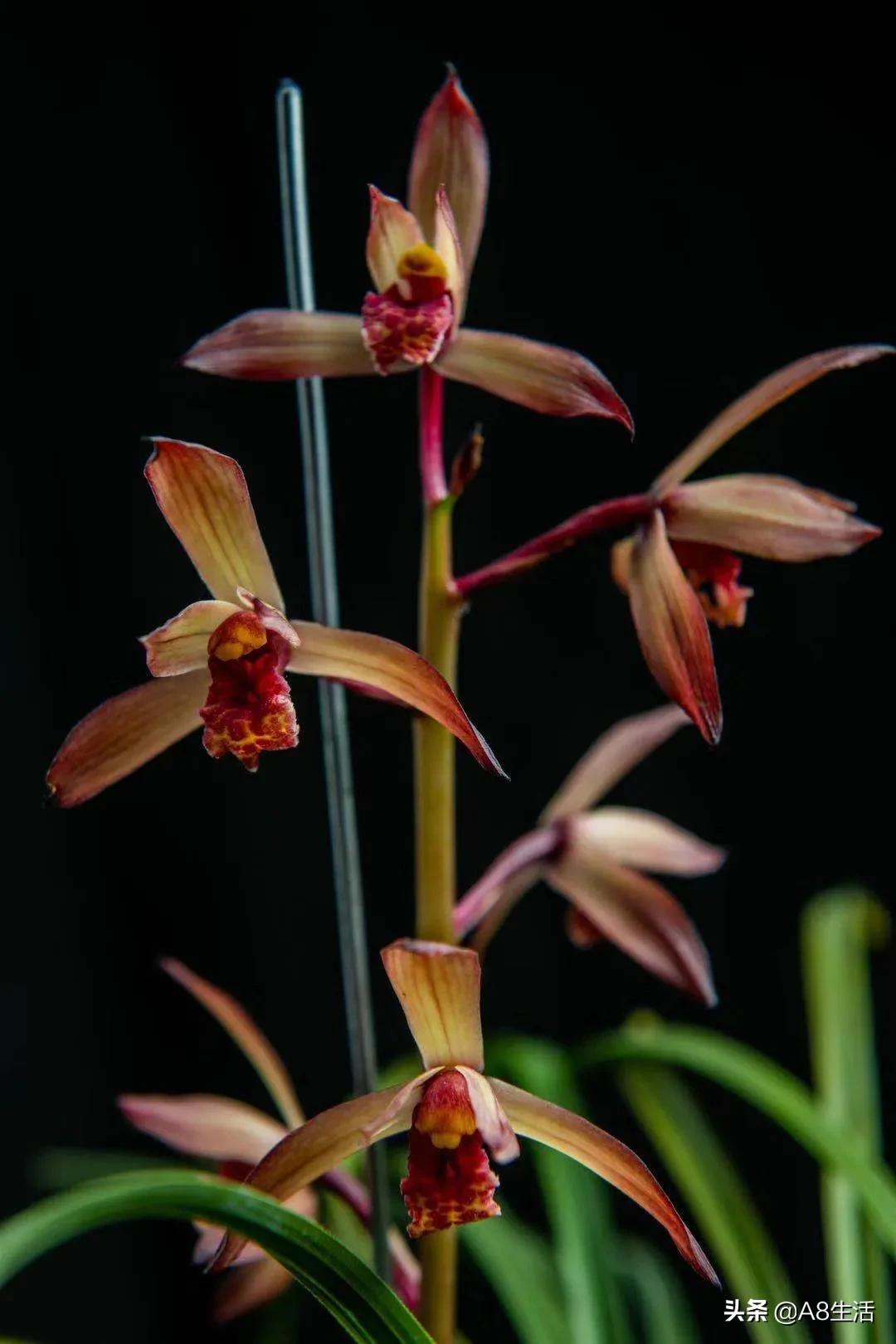 每日一品花卉,每日一品中国兰花春兰