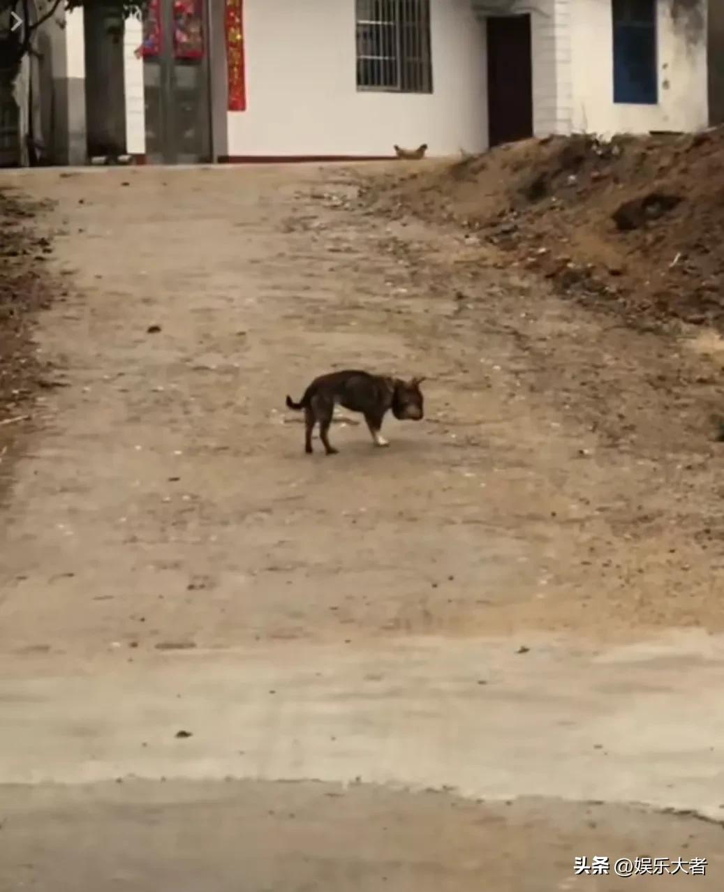 被虐待的网红狗现状,被虐待的网红狗现在怎么样了