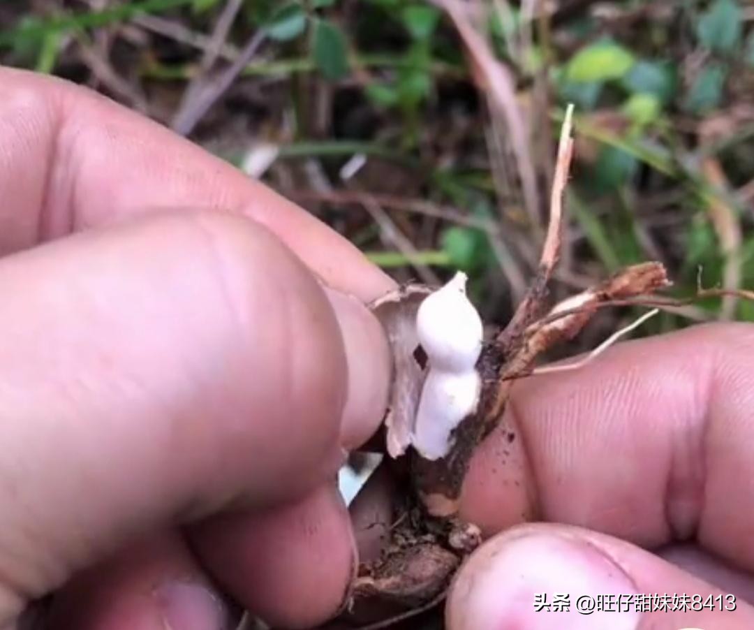 农村消失的水果,农村才能吃到的十种水果