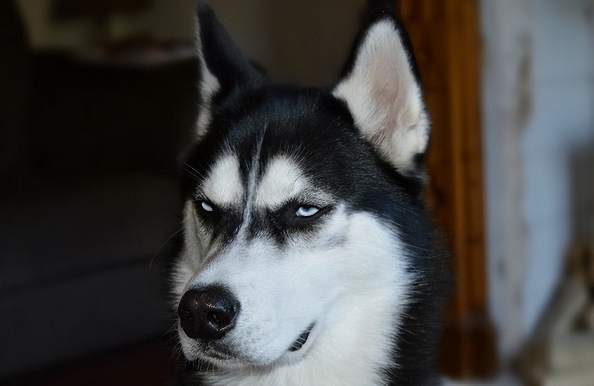 哪种狗不掉毛无体臭,公认最温顺的7种狗根本没脾气