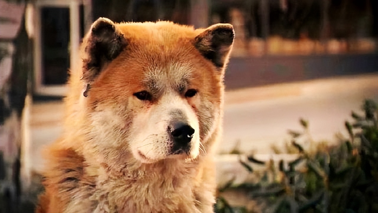 狗狗老了怎么安慰别人,狗狗老了怎么维护视力