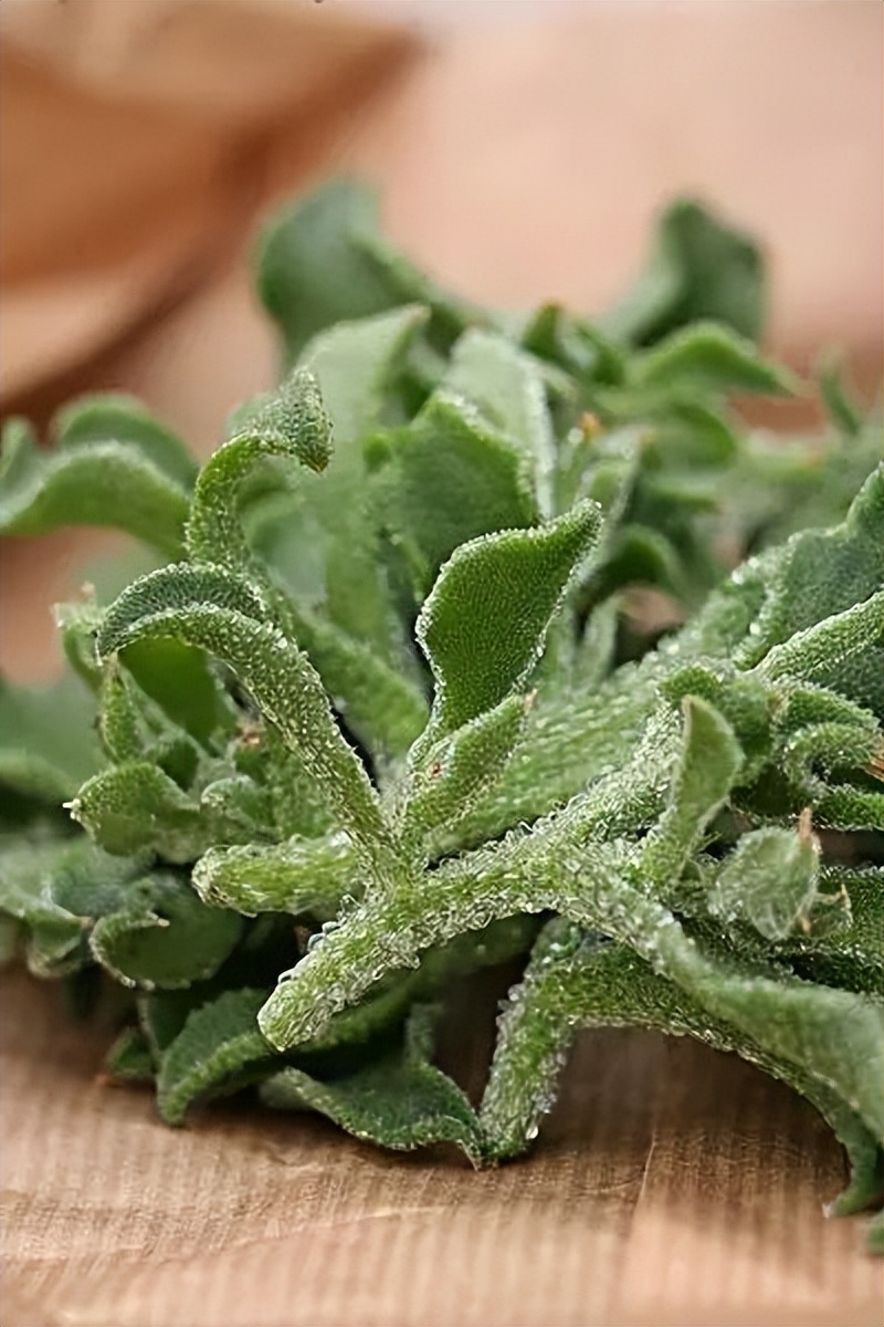 多肉冰叶日中花，非洲人当肥皂用，日本人当护肤品，中国人：好吃