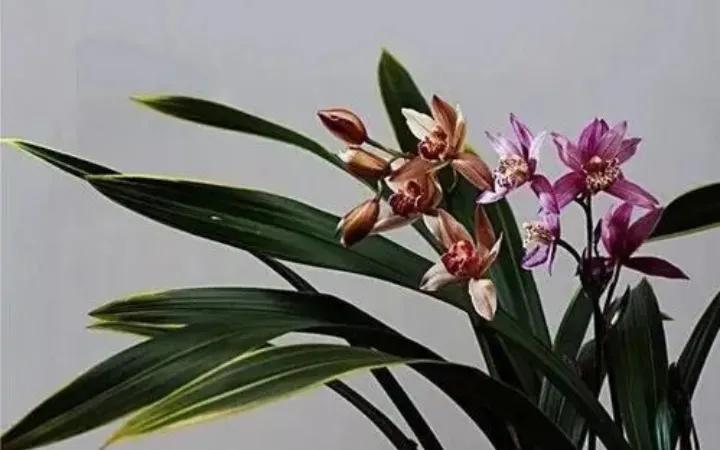 大红袍兰花是什么品种,兰花的品种什么最好