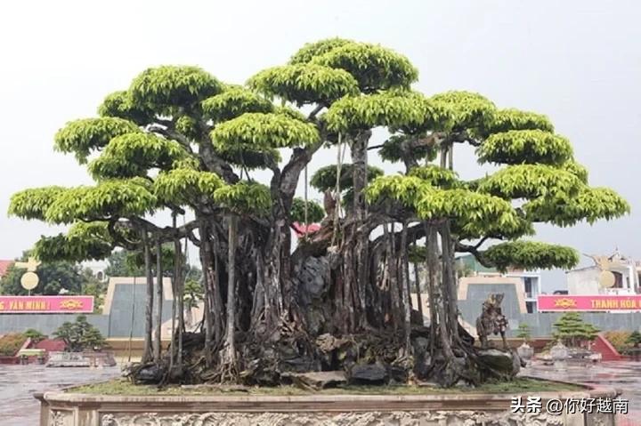 越南顶级盆景图片大全,越南价值上亿的盆景