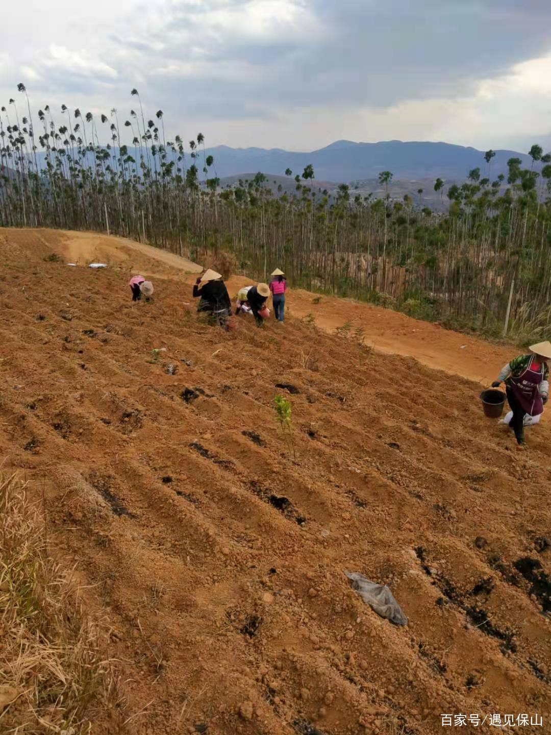 魔芋产业奏响乡村振兴进行曲,魔芋产业助推乡村振兴示意图