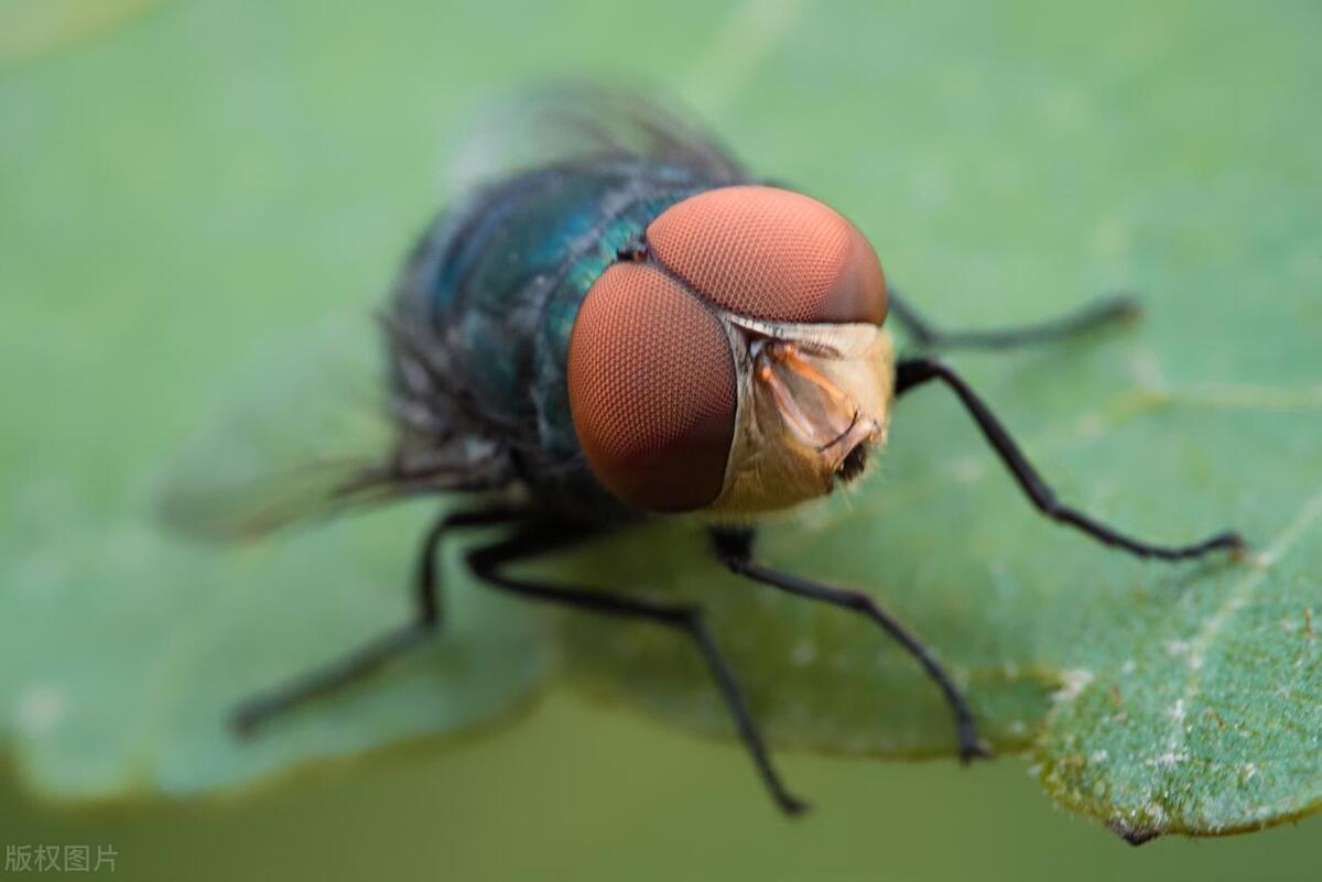 餐饮店苍蝇怎么消灭最彻底最有效,养殖场苍蝇怎么消灭最有效
