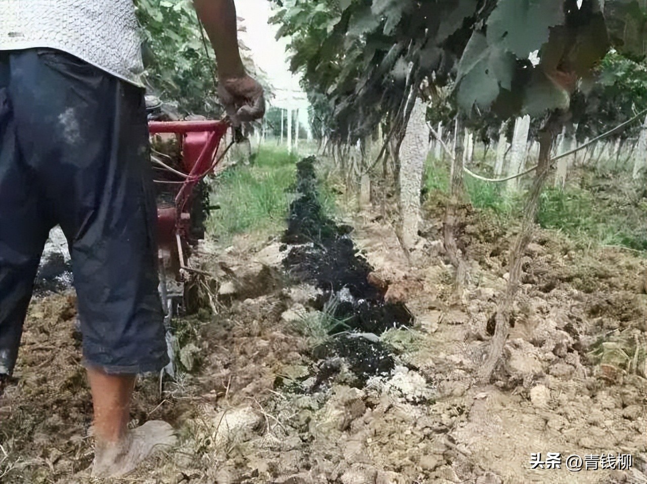 阳光玫瑰小苗第一年施肥方案,阳光玫瑰葡萄施肥管理技术