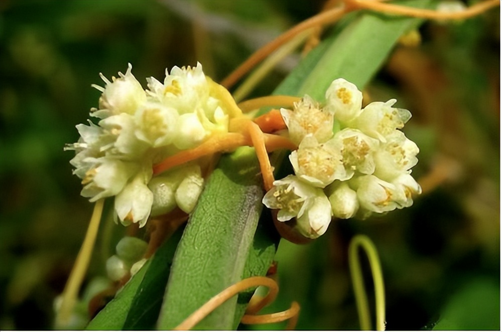 兔年兔药,菟丝子有多神奇