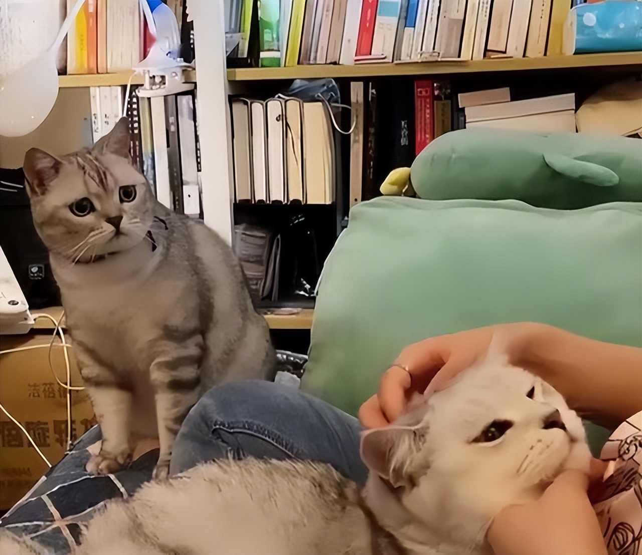 猫咪被抛弃为什么不离开,猫咪意识到自己被抛弃怎么样