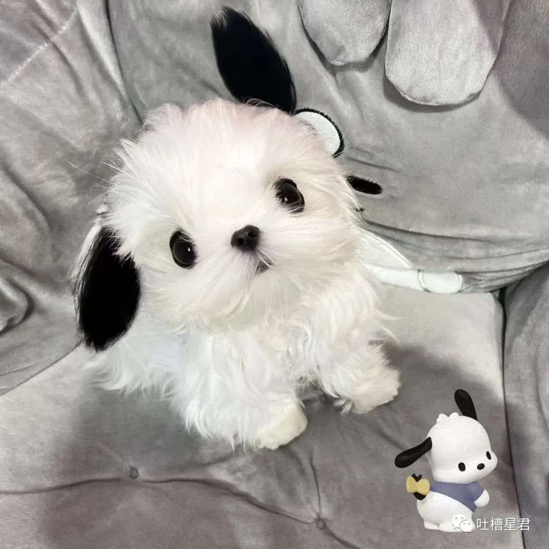 大s刚结婚时候的访谈,大s刚刚结婚的视频