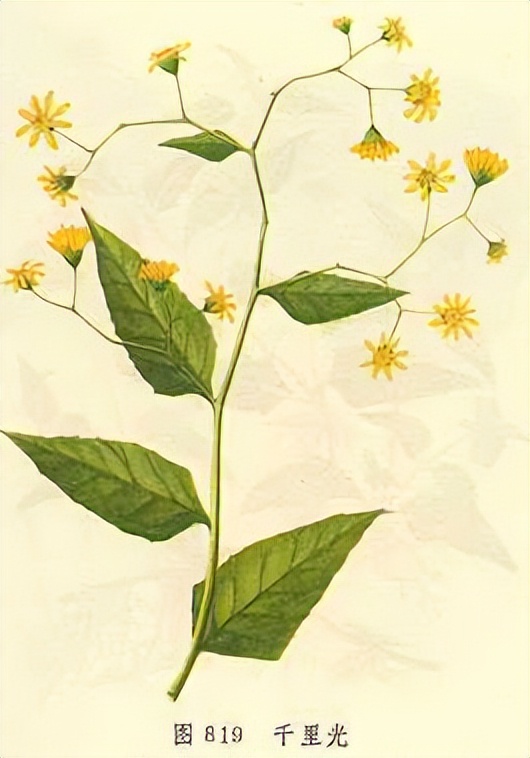 神农本草经千里光,神农本草经识药