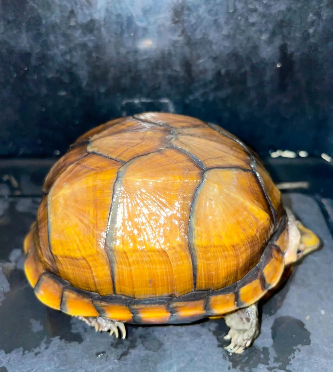 好养的蛋龟推荐,好养又好看的蛋龟