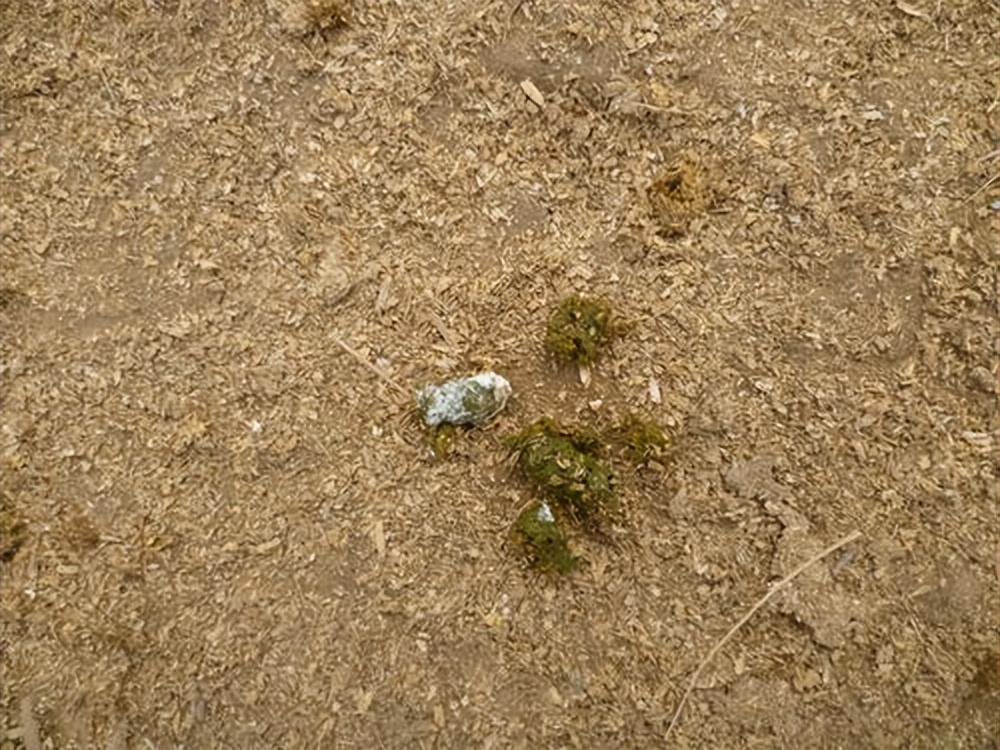 用干鸡屎与湿鸡屎做有机肥的区别,鸡屎怎么发酵变肥料