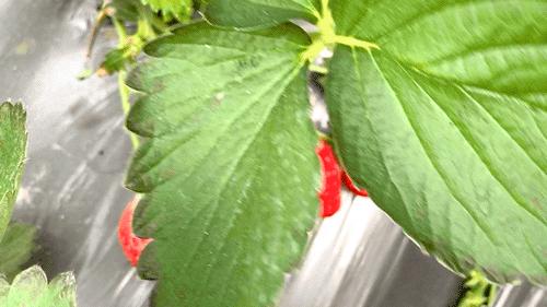 2022桂林周边摘草莓区域,桂林摘草莓的地方