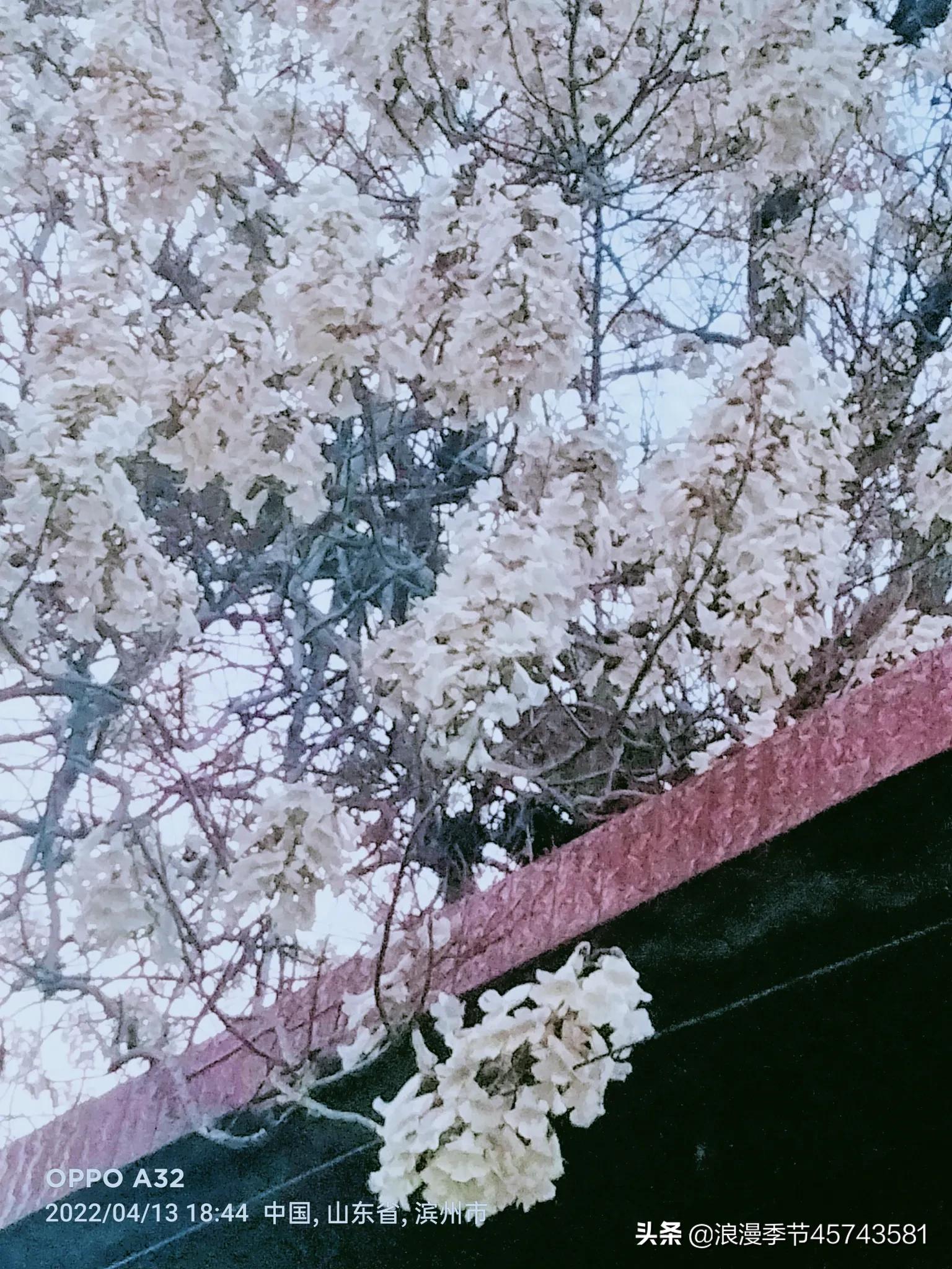 在开满落满花香的岁月「散文」