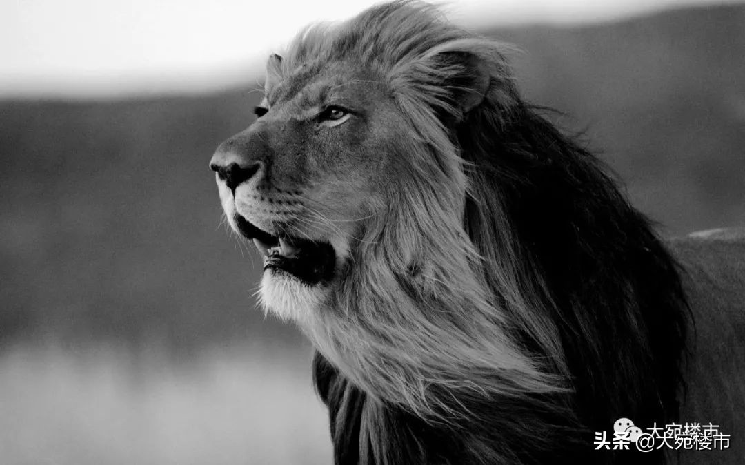 2019南阳楼盘乱象谁来买单,南阳房产乱象最新整治情况