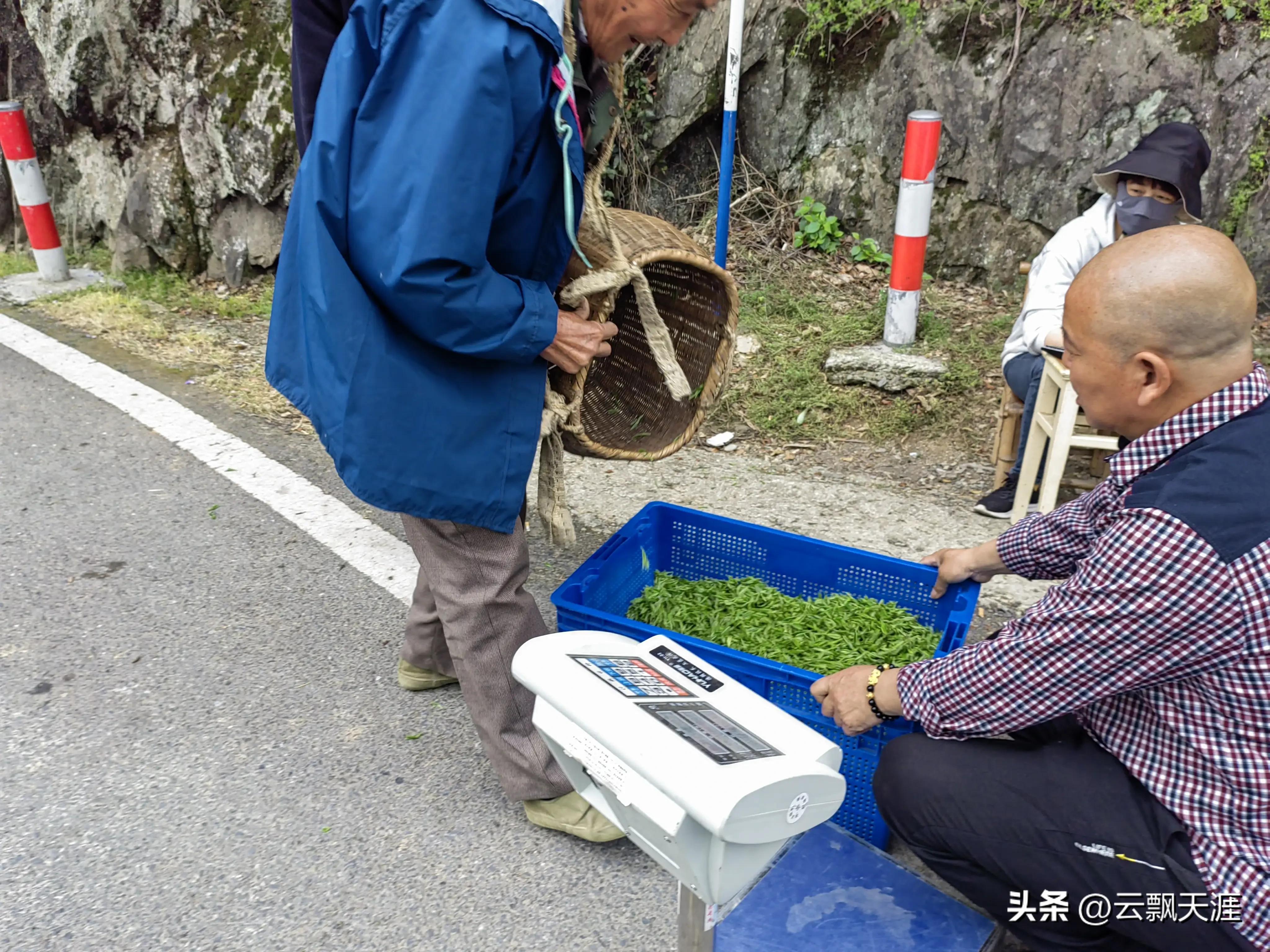为何外地人一般很难买到正宗的富溪“黄山毛峰”