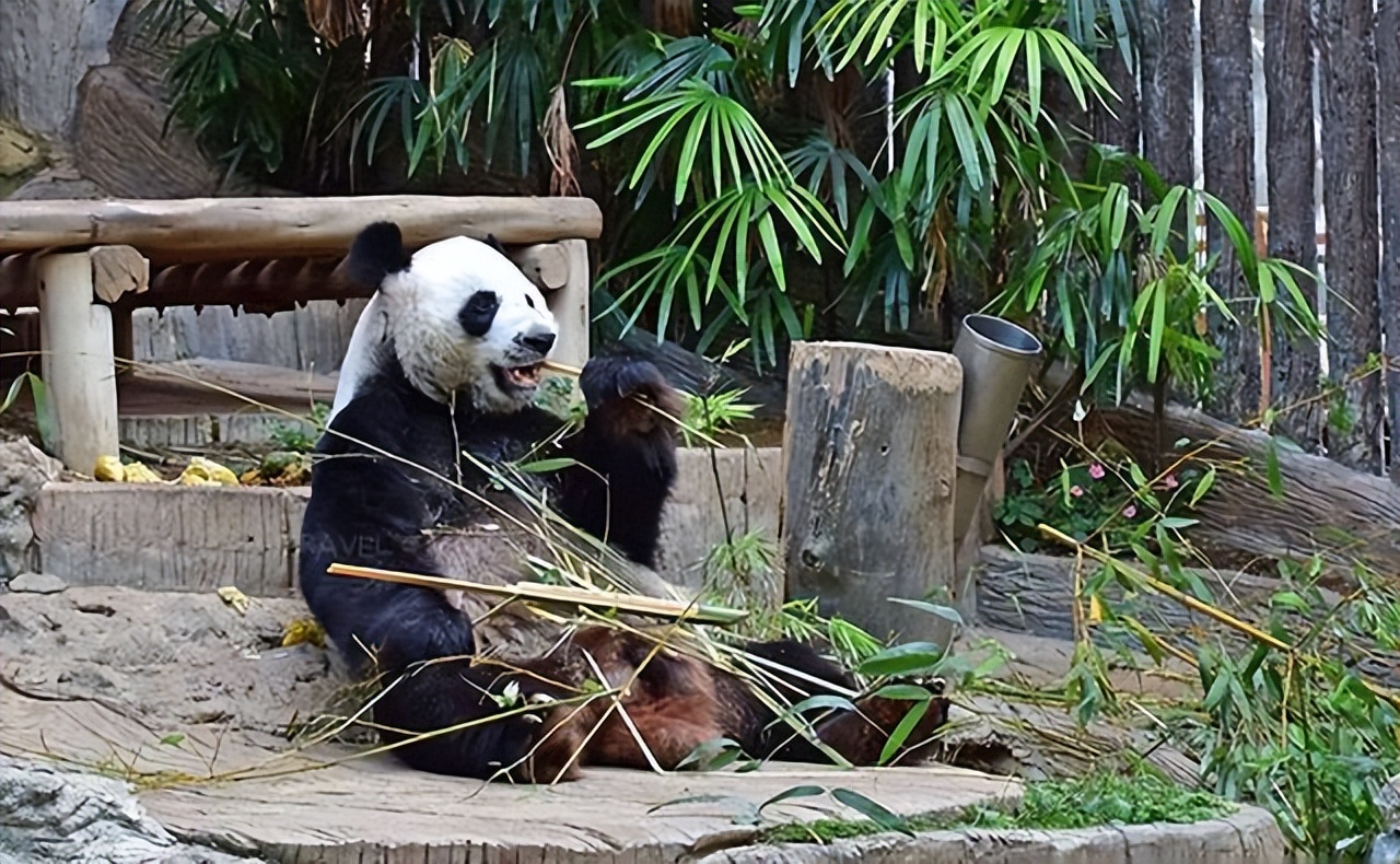 失去中国游客的泰国旅游业现状,泰国旅游现状机场空无一人
