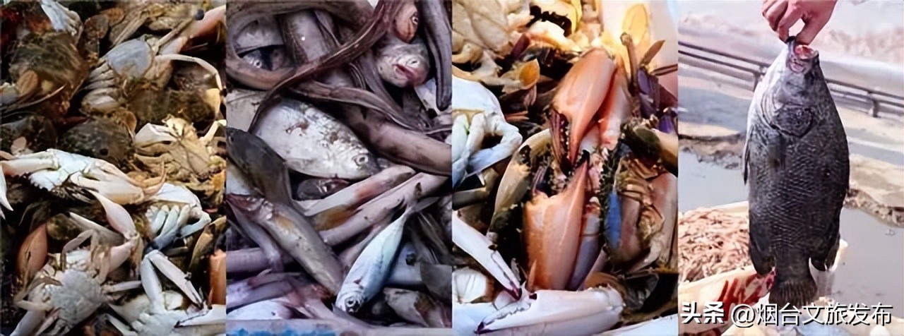 山东海阳十大美丽城市,海阳市全国排名